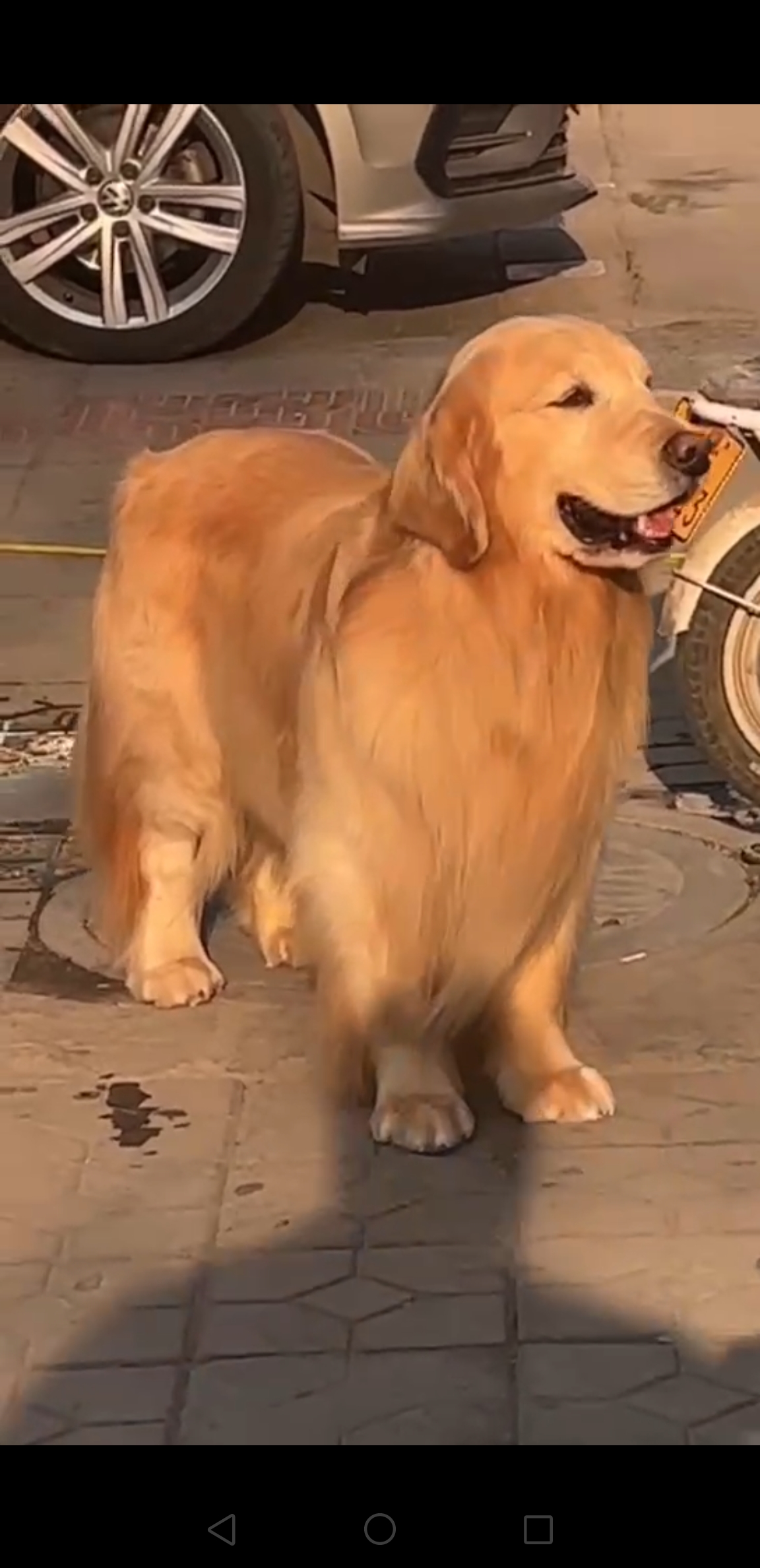 双血统沙滩金金毛